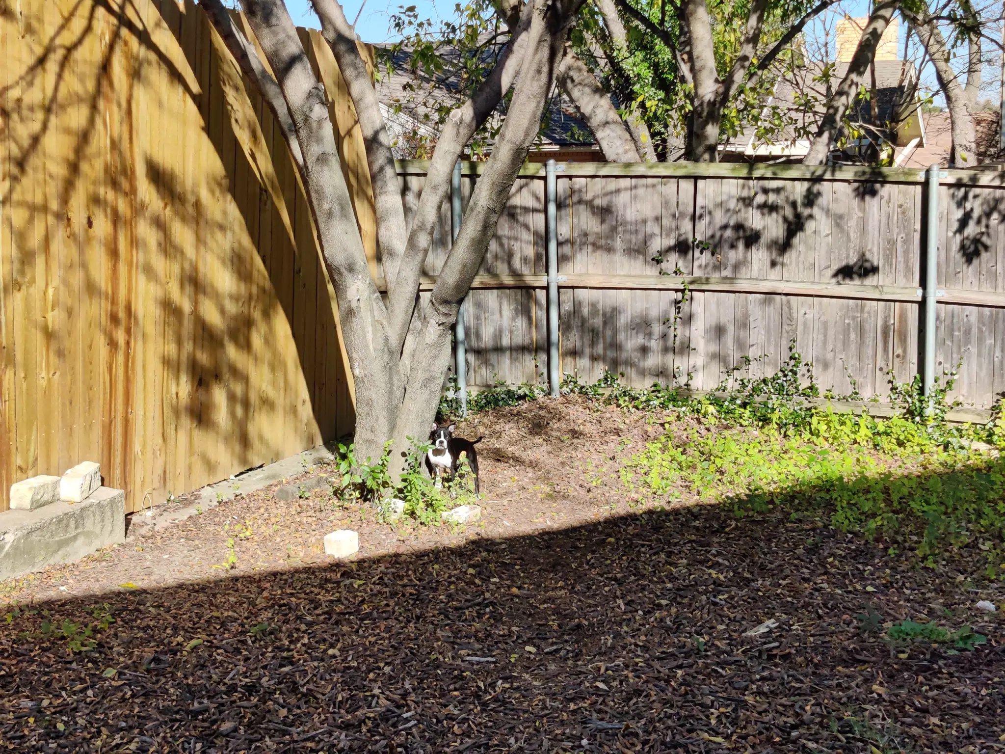 Backyard Dogs