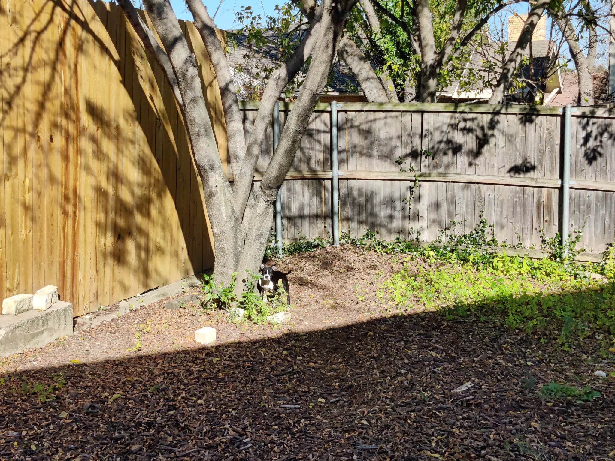 Backyard Dogs