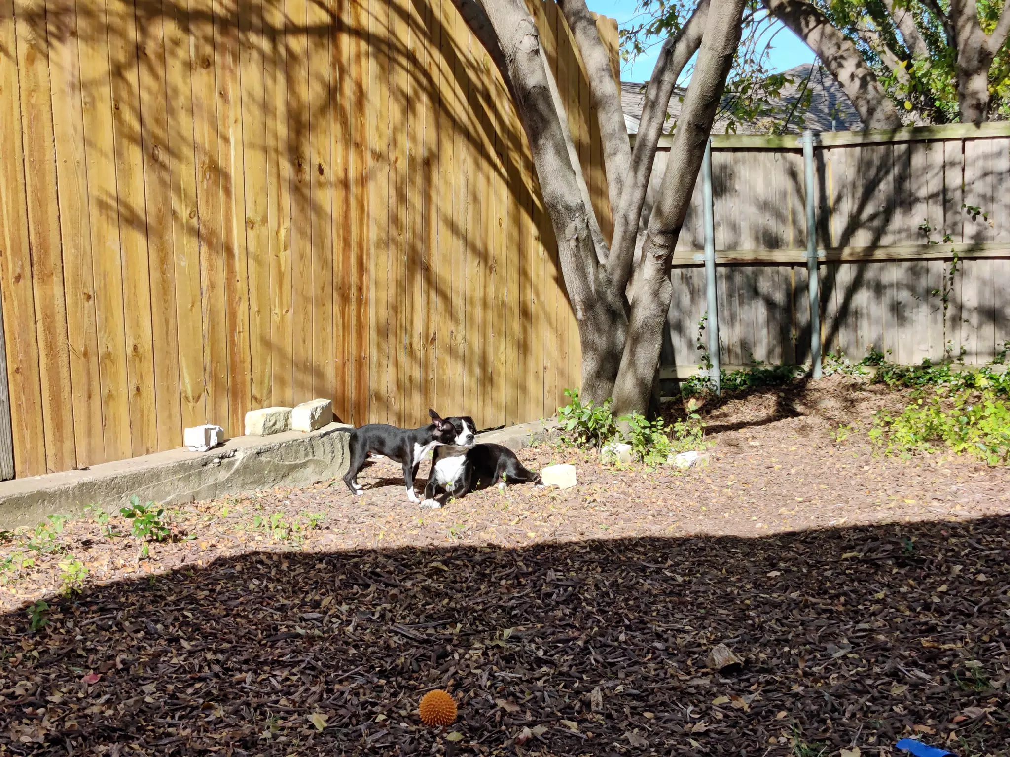 Sunny Day Dogs