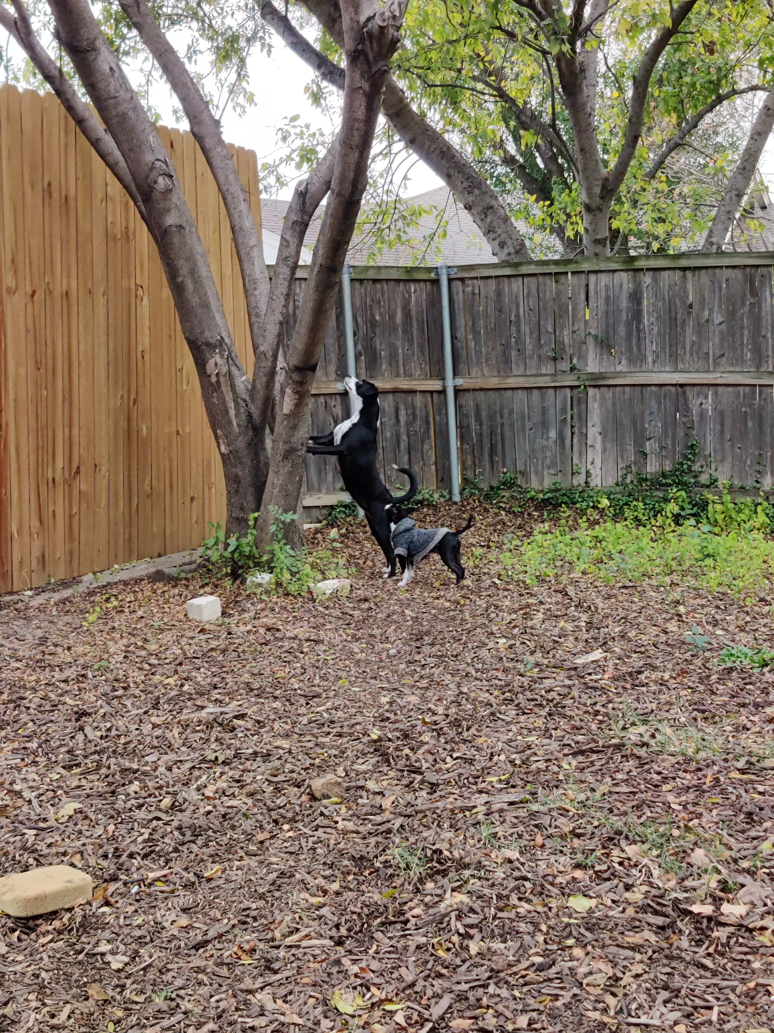 Backyard Dogs