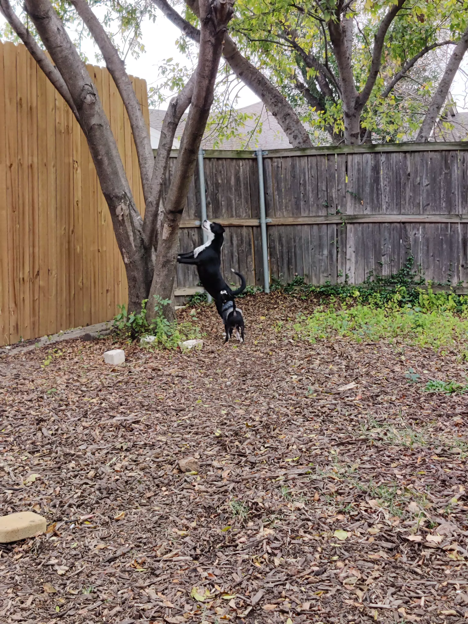 Backyard Dogs