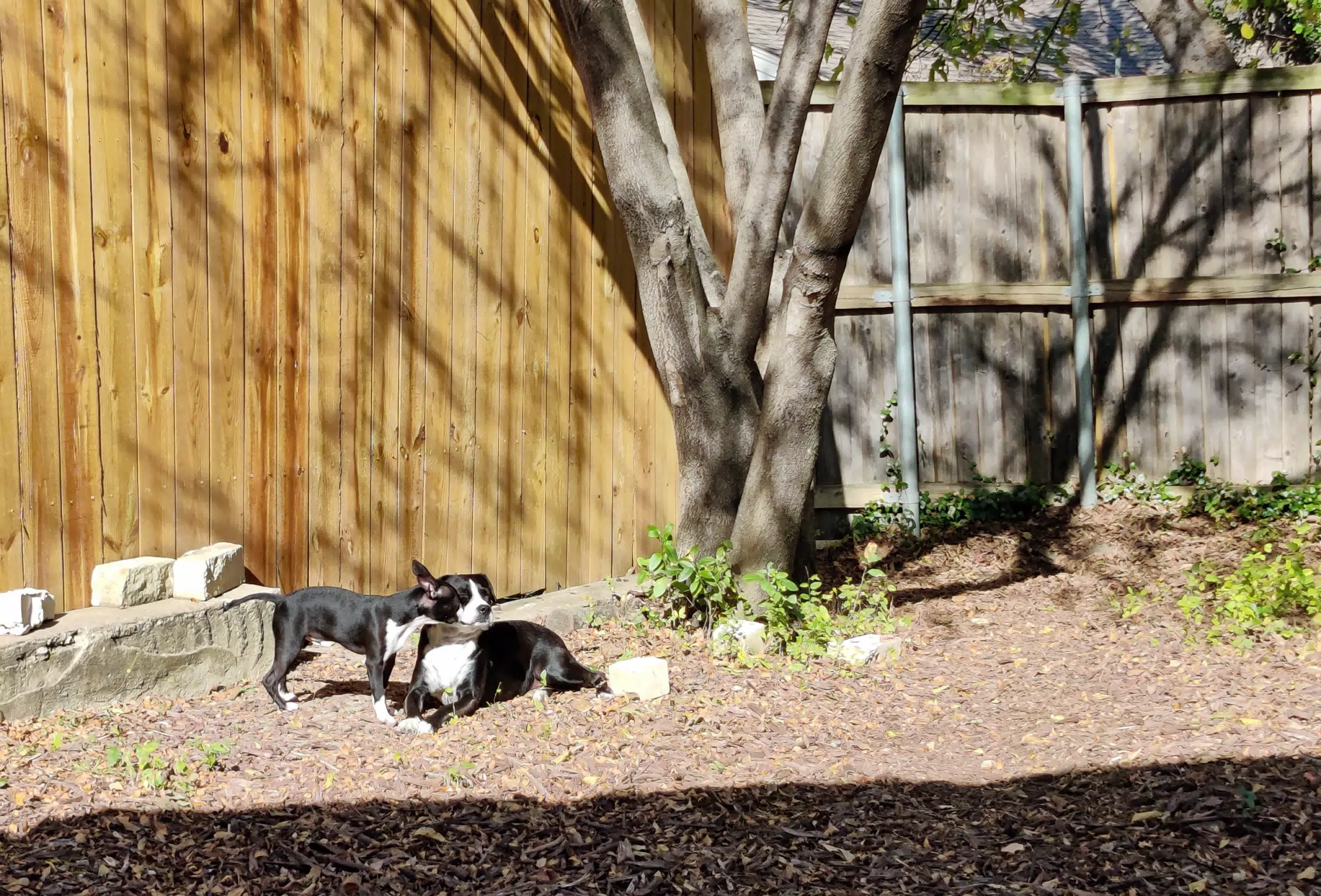 Sunny Day Dogs