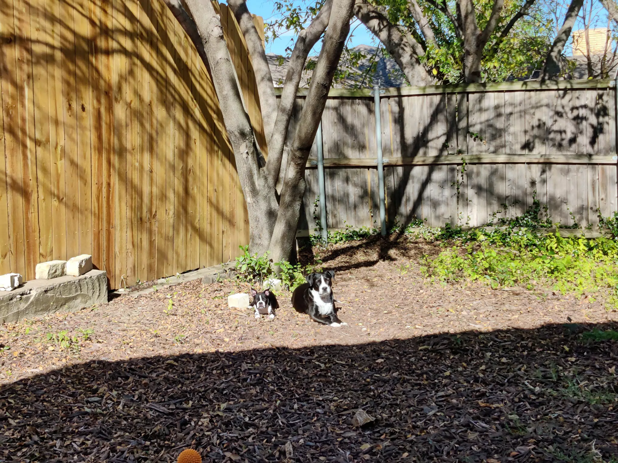 Sunny Day Dogs