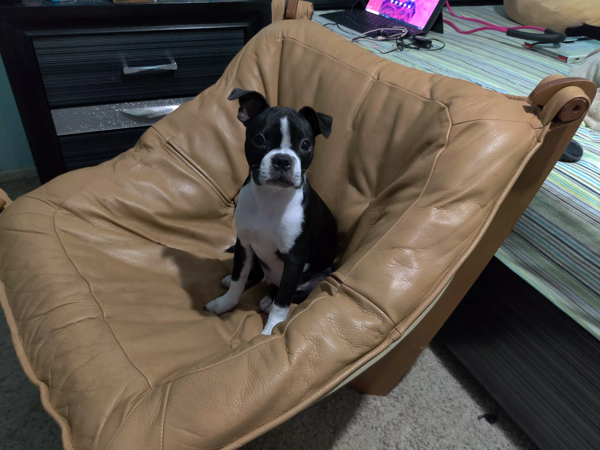Clive the Boston Terrier