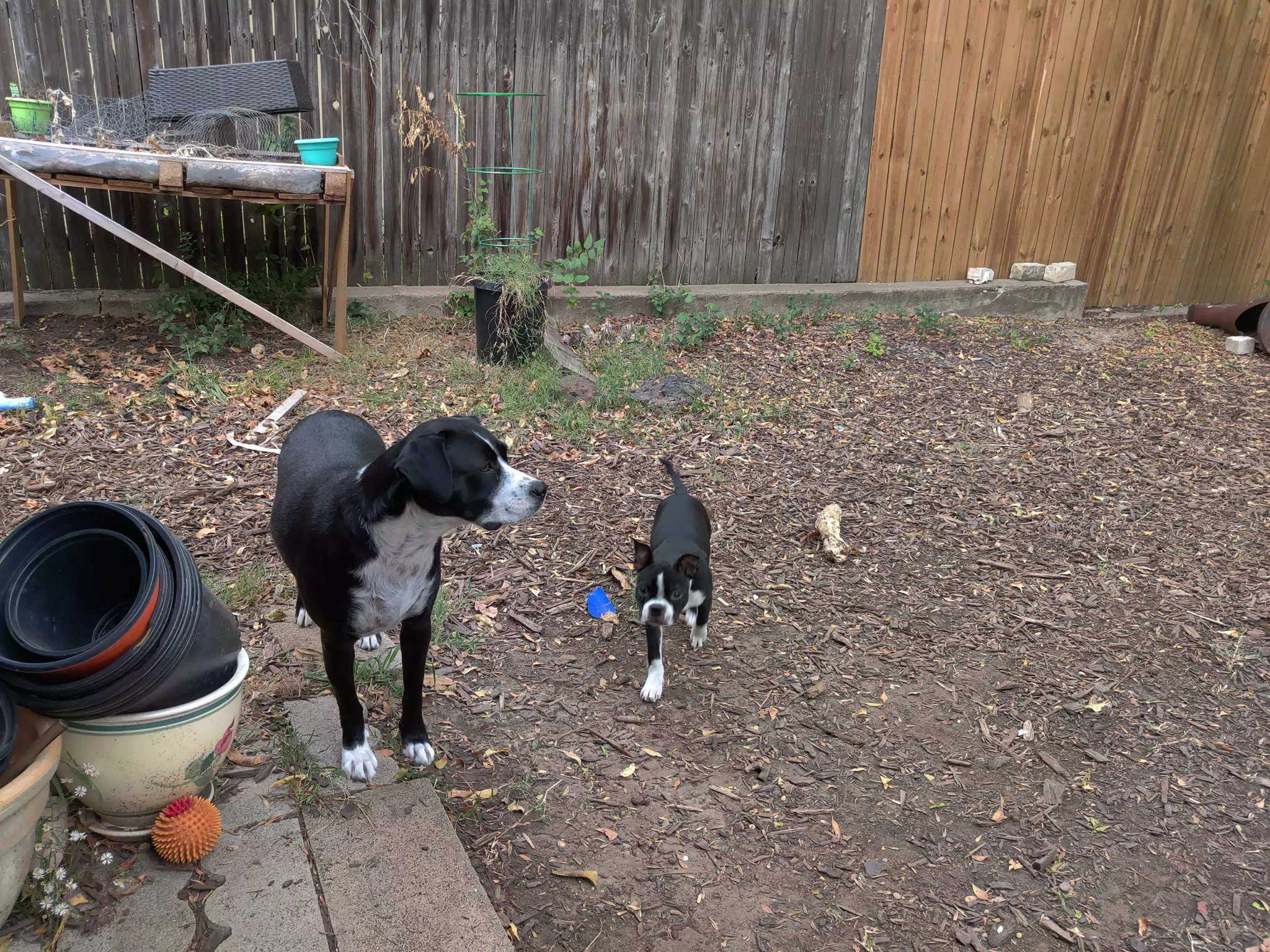 Doggies