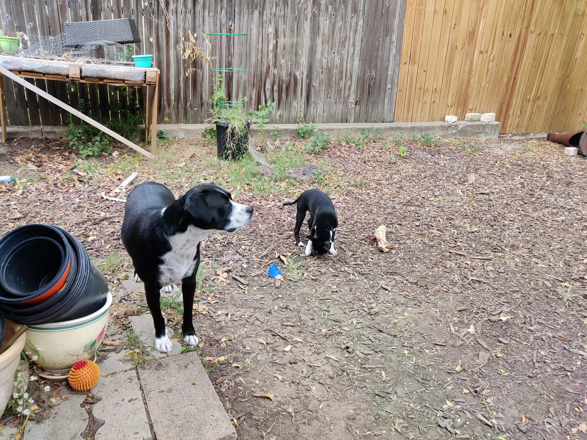 Doggies