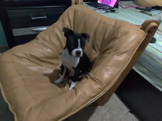Clive the Boston Terrier