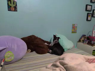 Clive the Boston Terrier