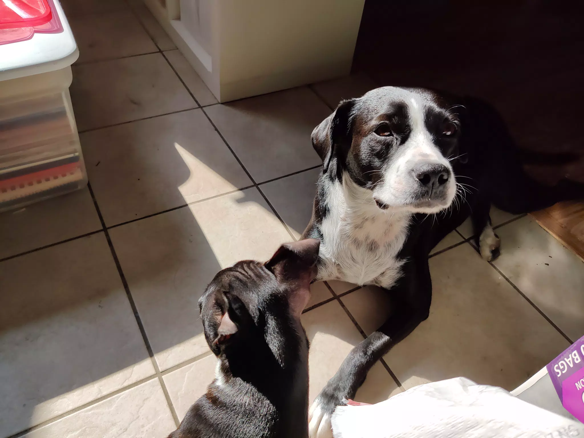 New Puppy in Sunlight