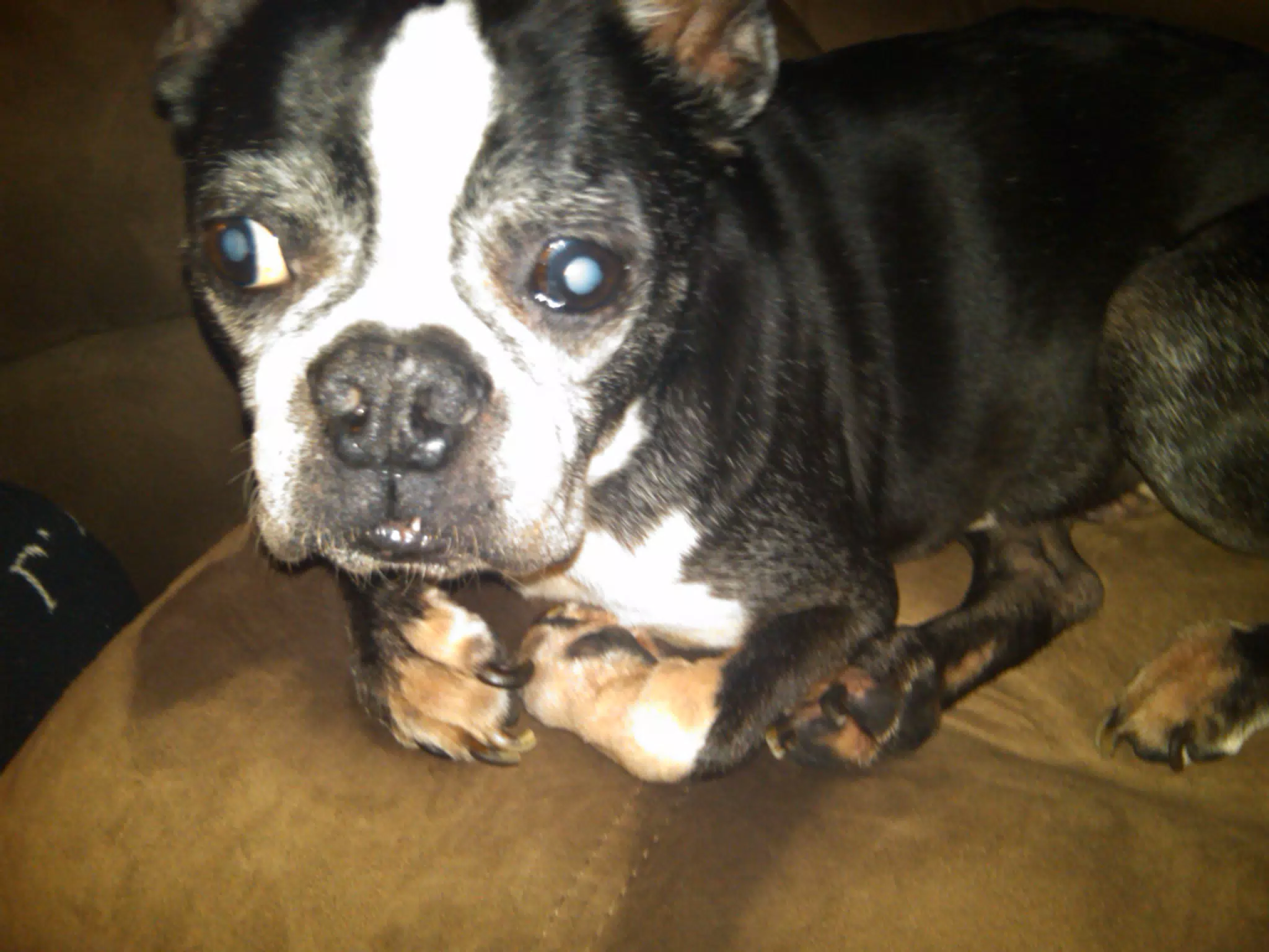 Oreo on Couch Too