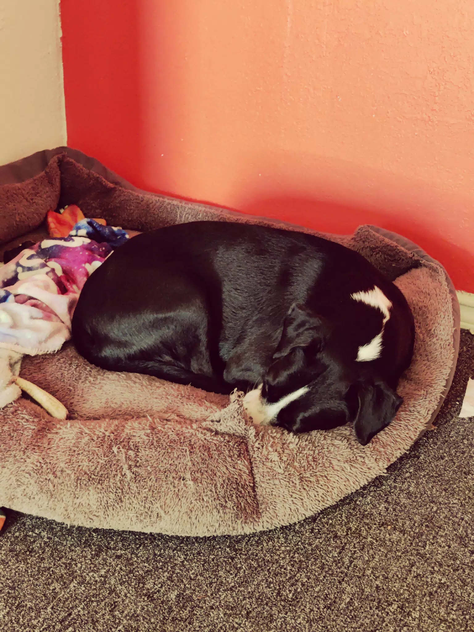 Mia Asleep in My Office