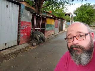 Pig on the Street in Casares, Nicaragua