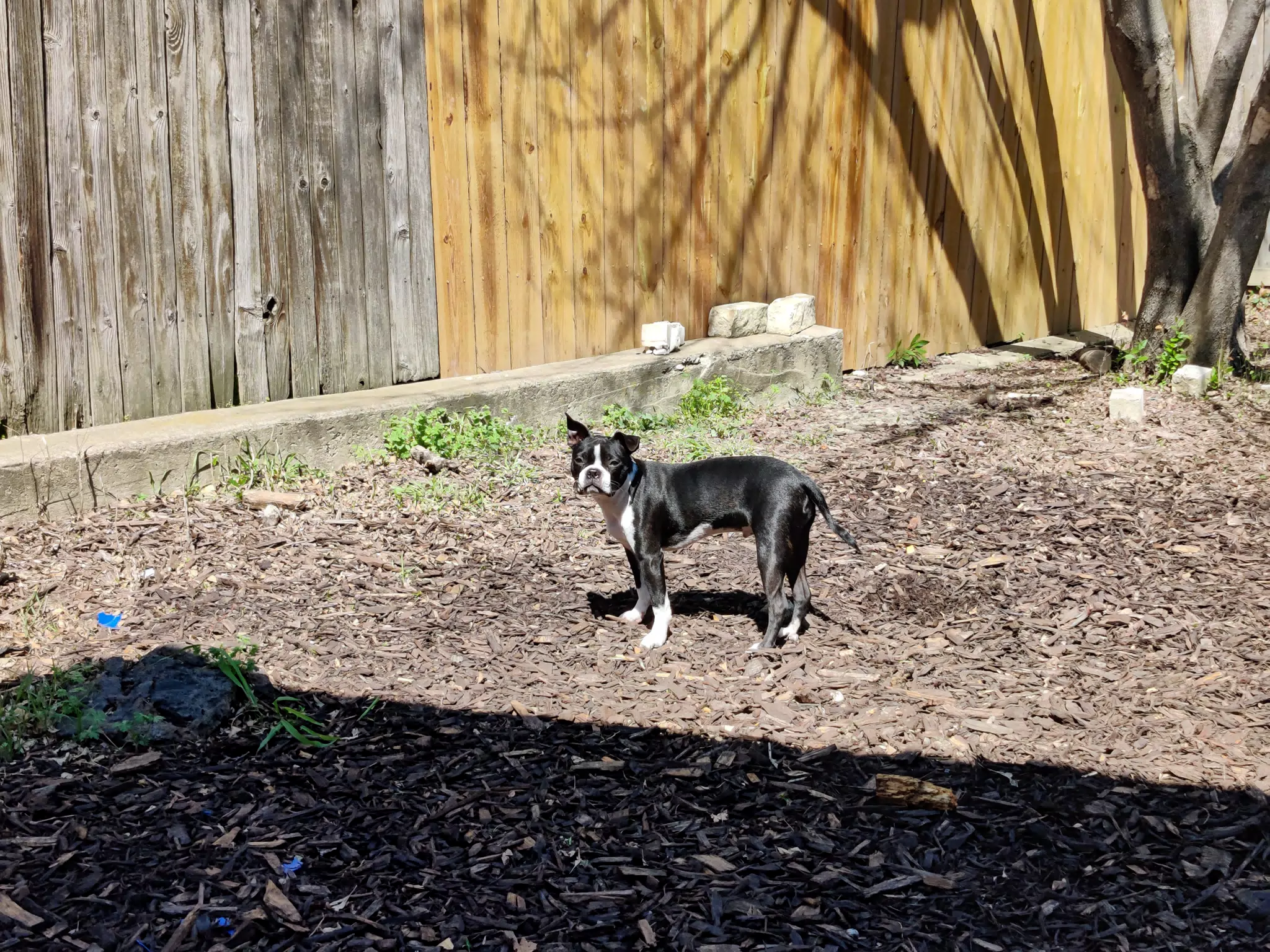 Clive the Boston in the Back Yard