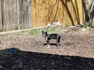 Clive the Boston in the Back Yard