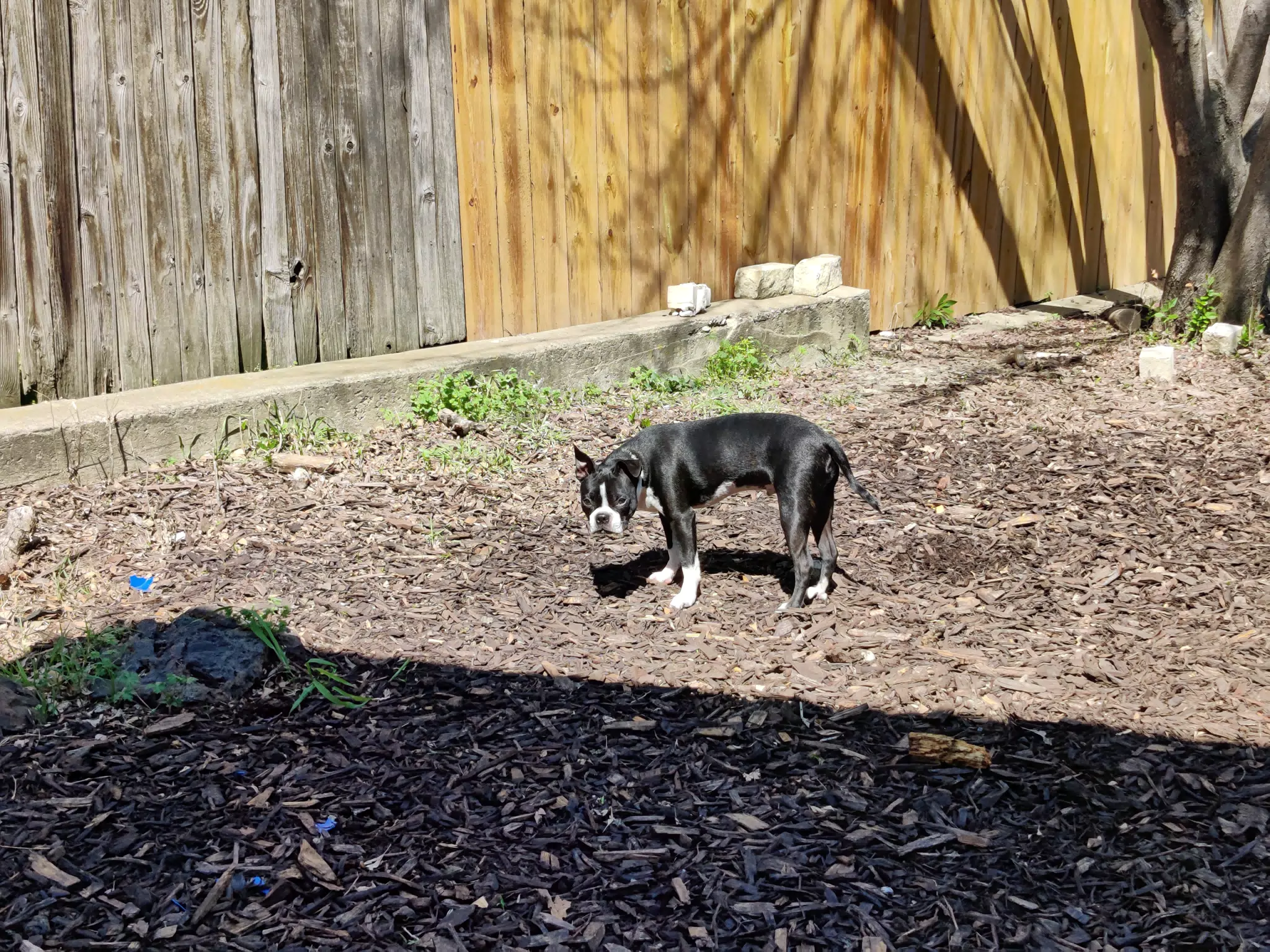 Clive the Boston Terrier