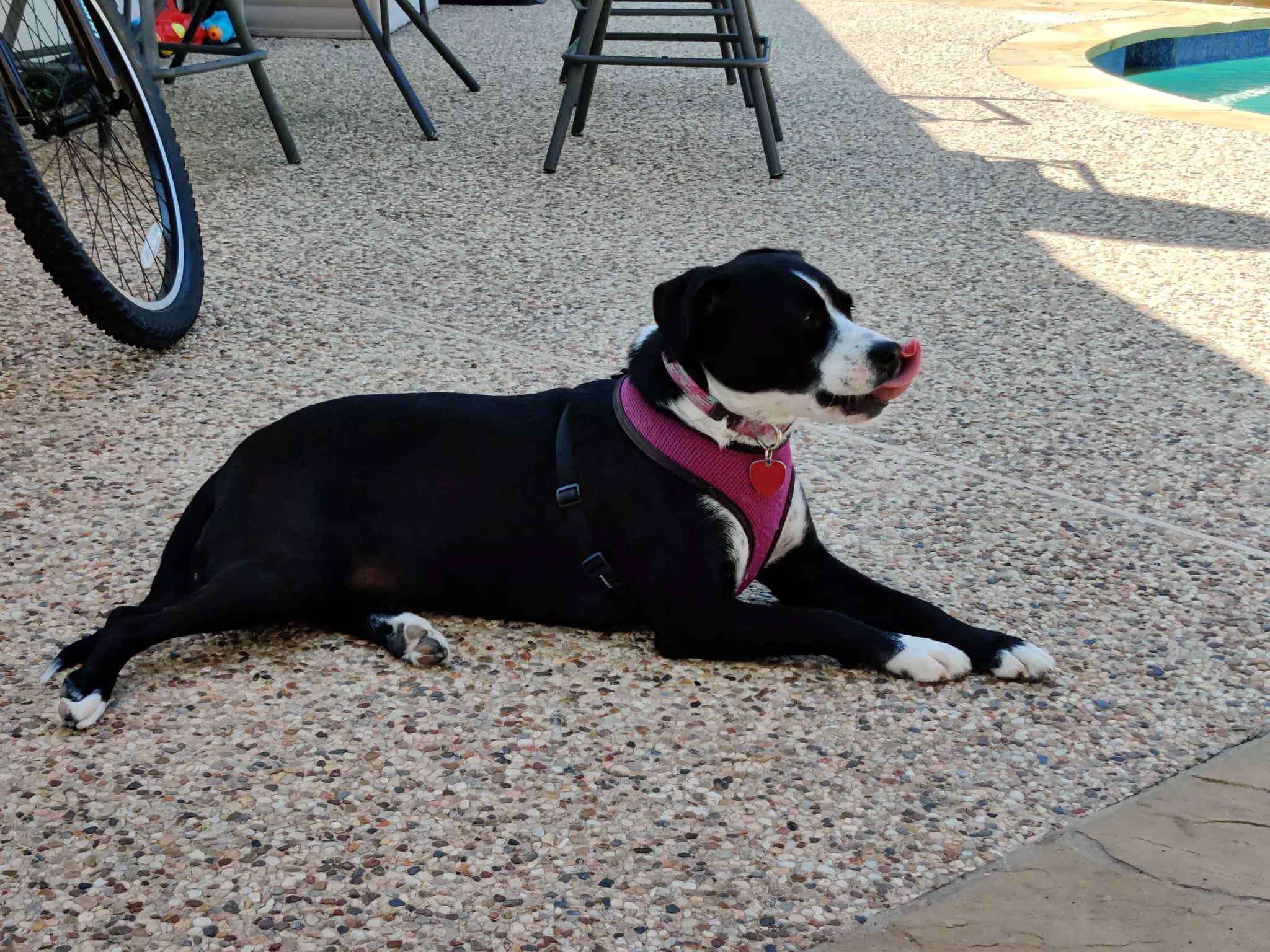 Mia by the Pool