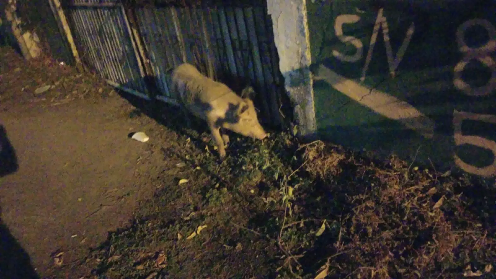 Pig on the Street in Las Penitas, Nicaragua