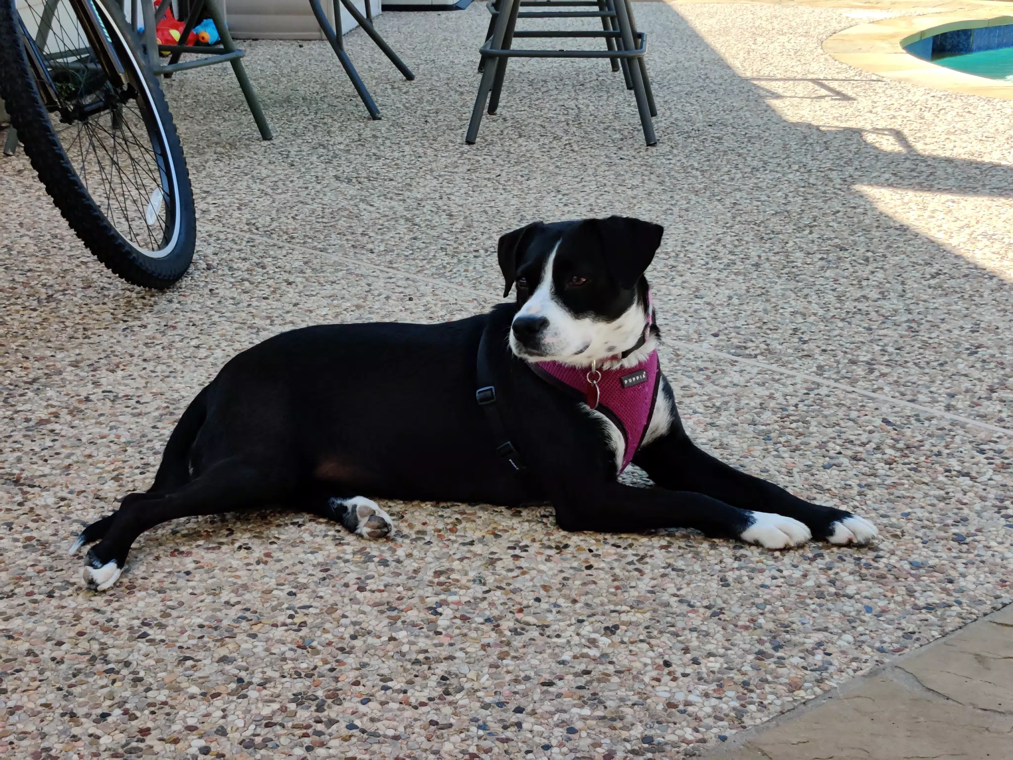 Mia Laying Out by the Pool