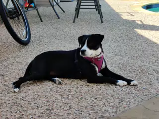 Mia Laying Out by the Pool