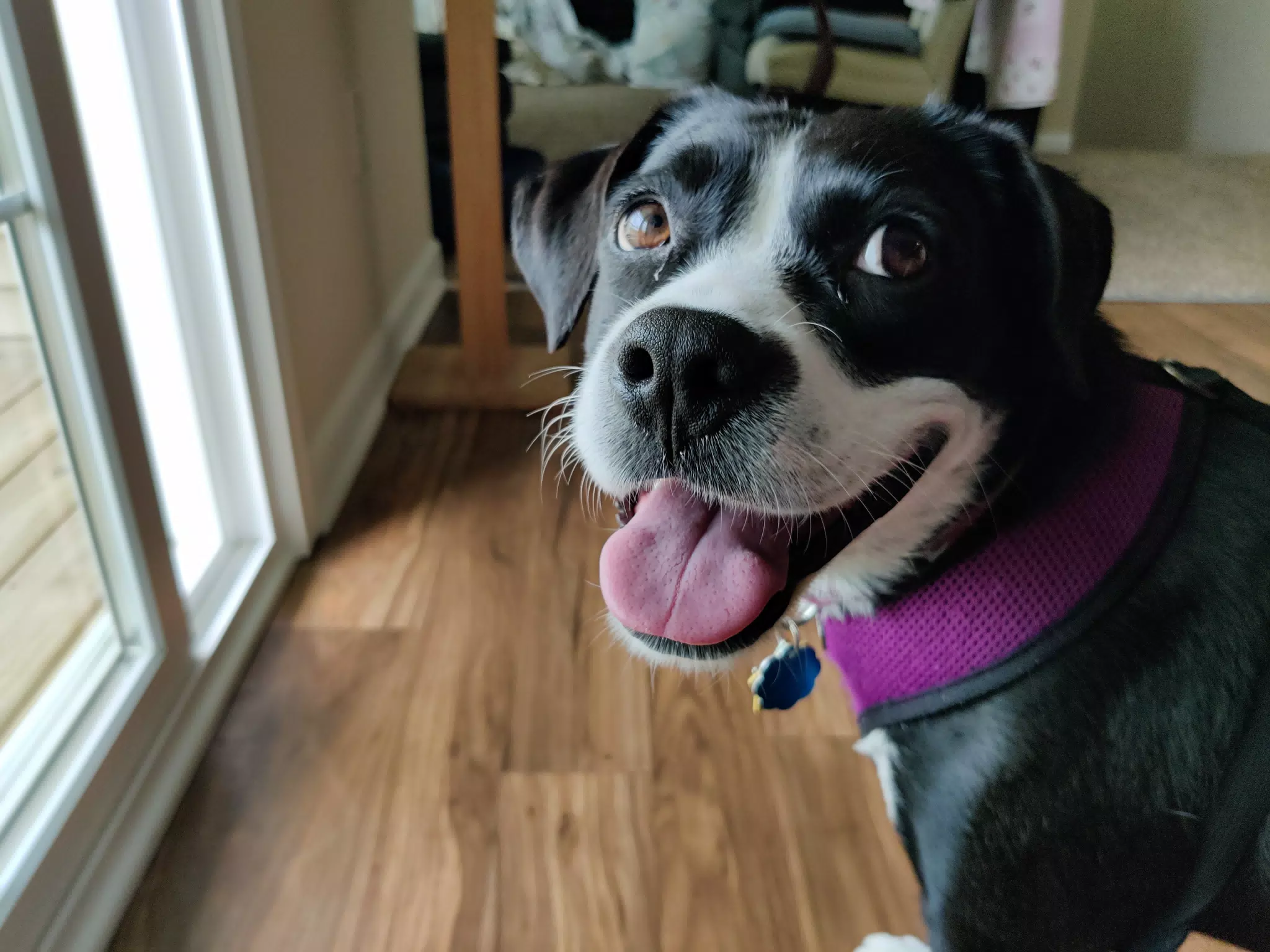 Mia in Geneseo