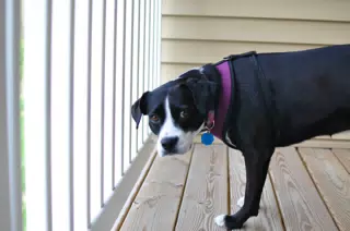 Mia