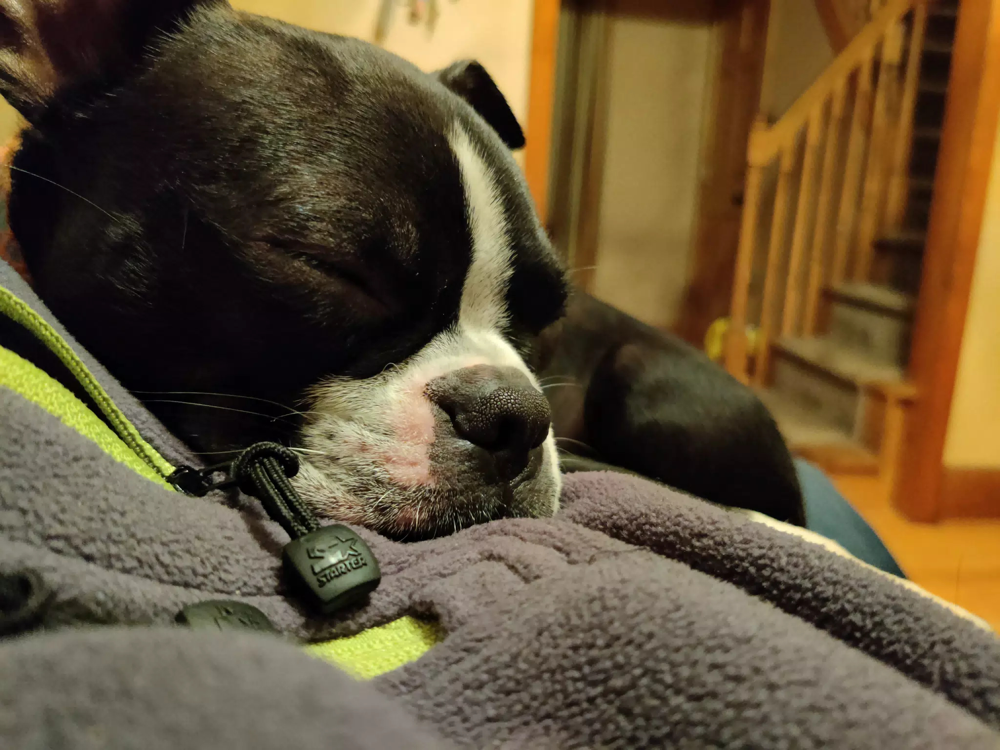 Clive Asleep on My Fleece