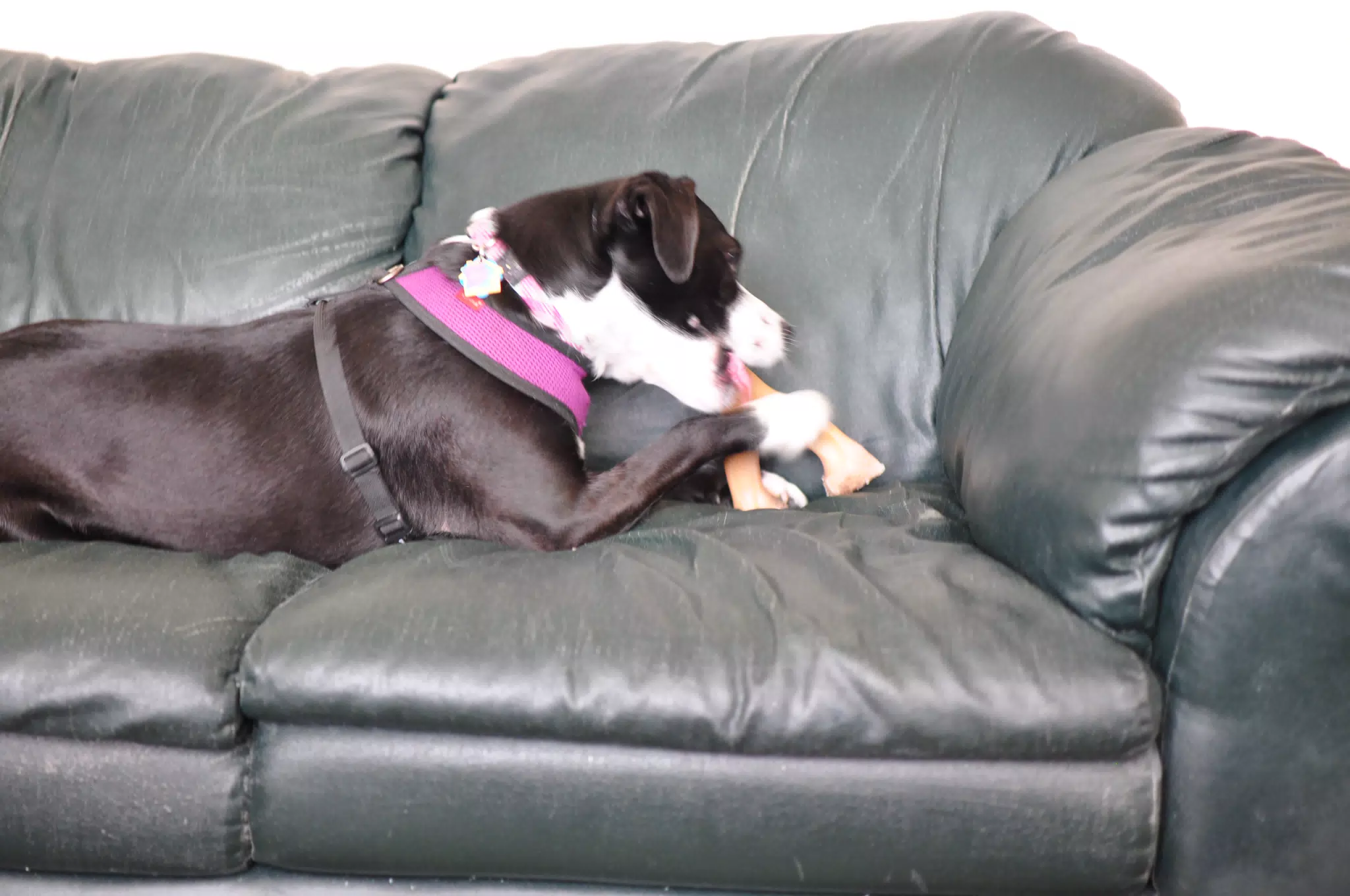 Mia Chewing on a Bone on Couch