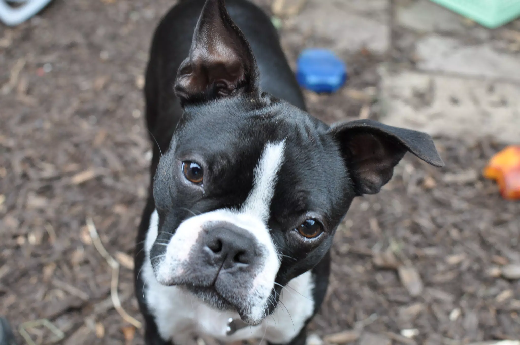 Clive the Curious
