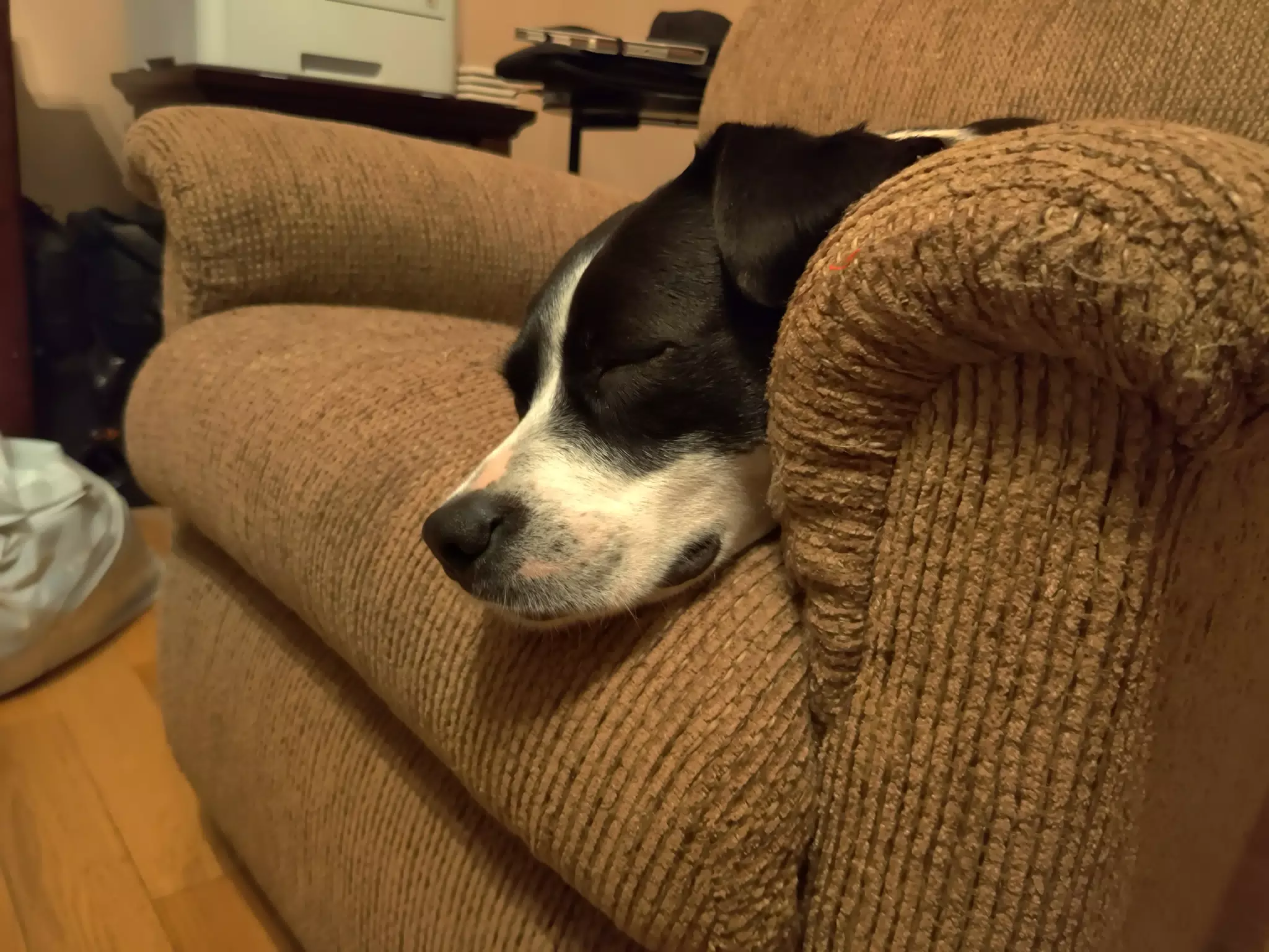 Mia Asleep on Chair