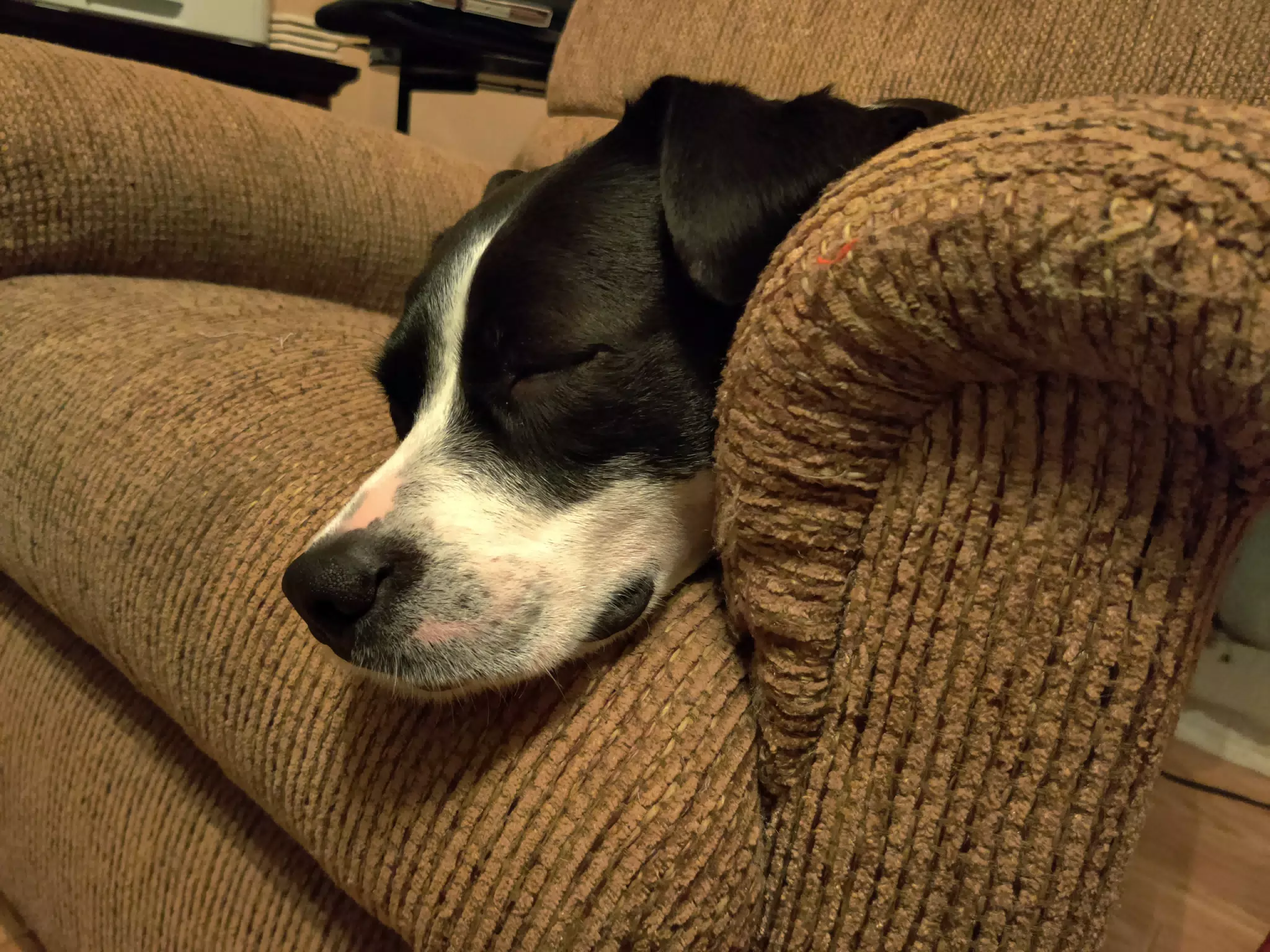 Mia Asleep on Chair
