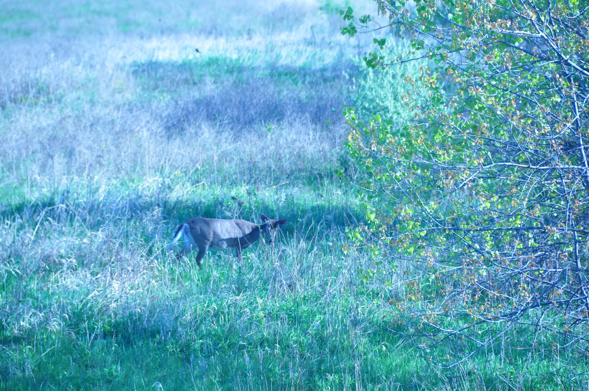 Whitetail Deer in Geneseo New York