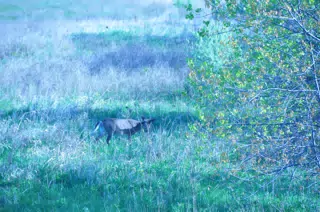 Whitetail Deer in Geneseo New York
