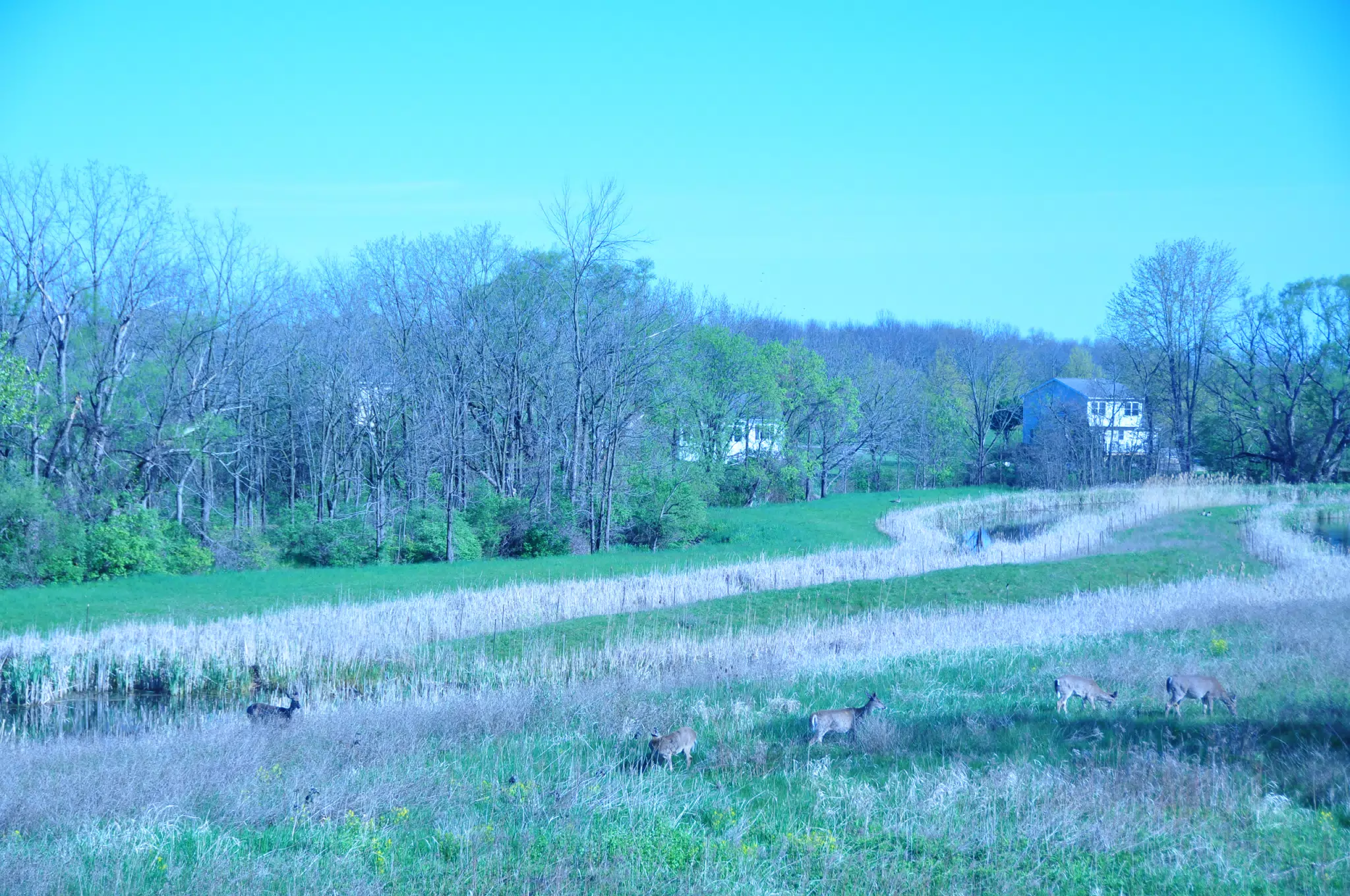 Whitetail Deer in Geneseo New York