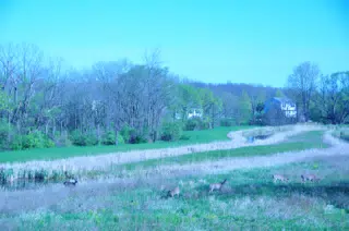 Whitetail Deer in Geneseo New York