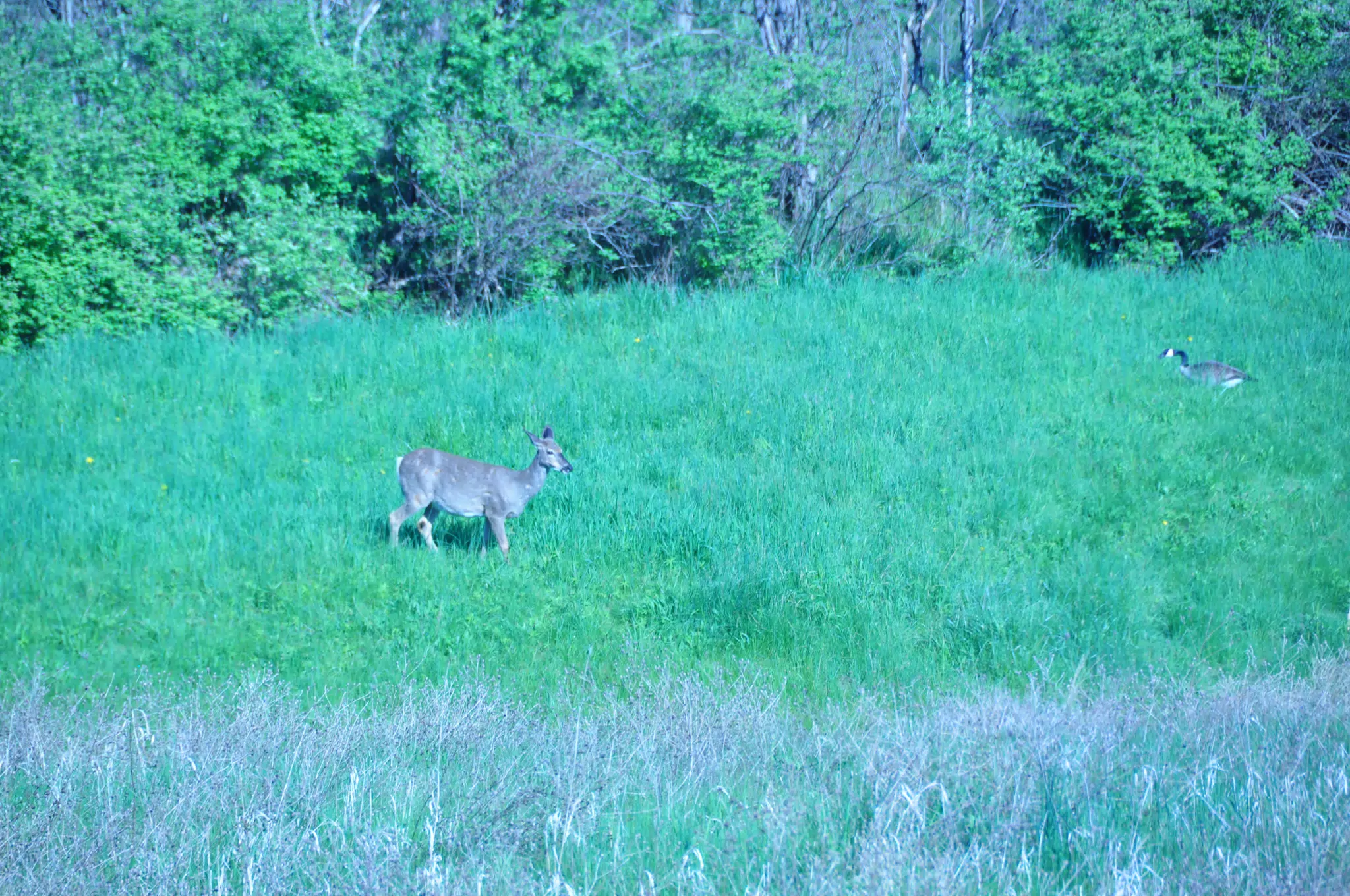 Whitetail Deer in Geneseo New York
