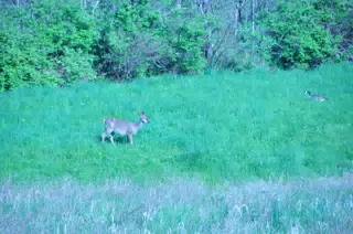 Whitetail Deer in Geneseo New York