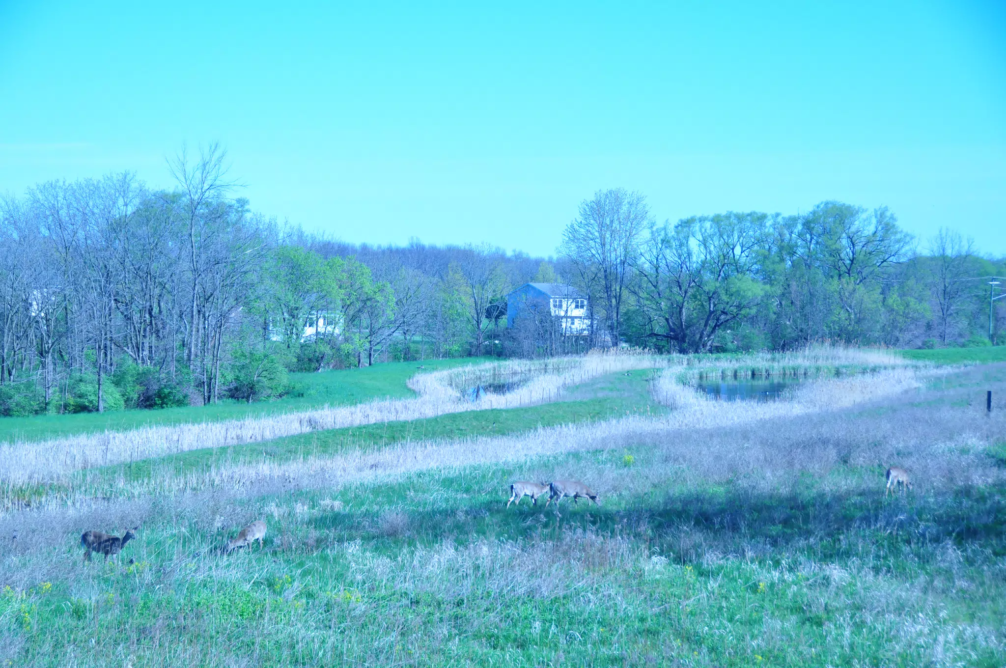 Whitetail Deer in Geneseo New York