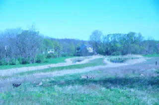 Whitetail Deer in Geneseo New York