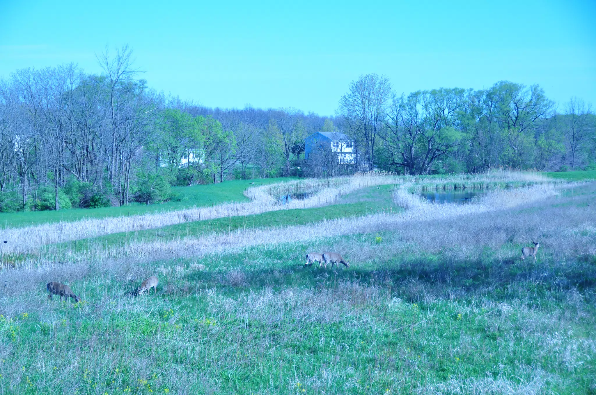 Whitetail Deer in Geneseo New York