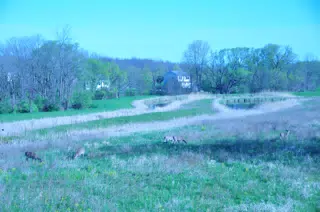 Whitetail Deer in Geneseo New York