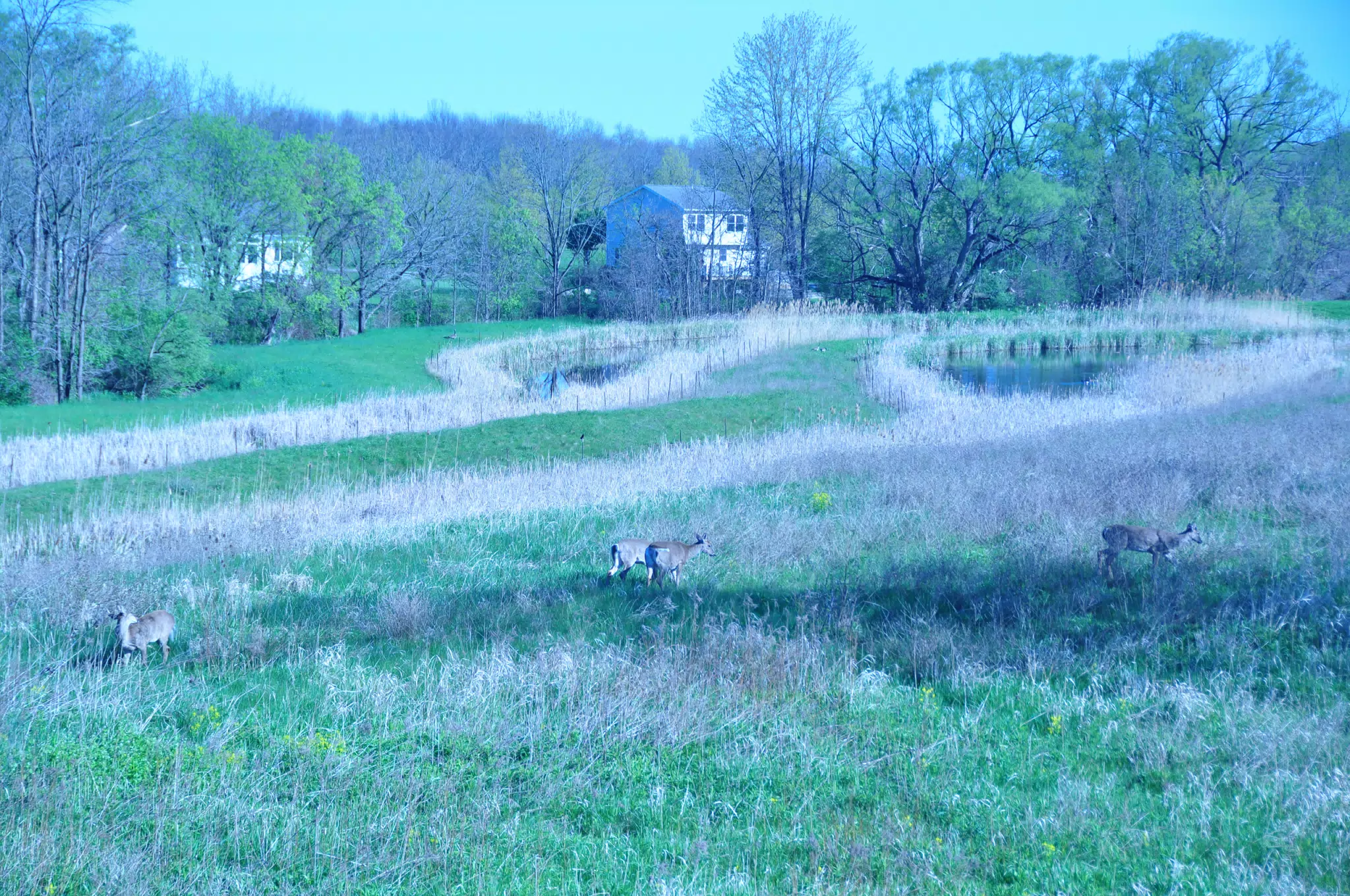 Whitetail Deer in Geneseo New York
