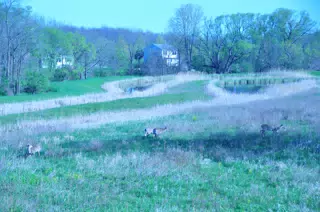 Whitetail Deer in Geneseo New York