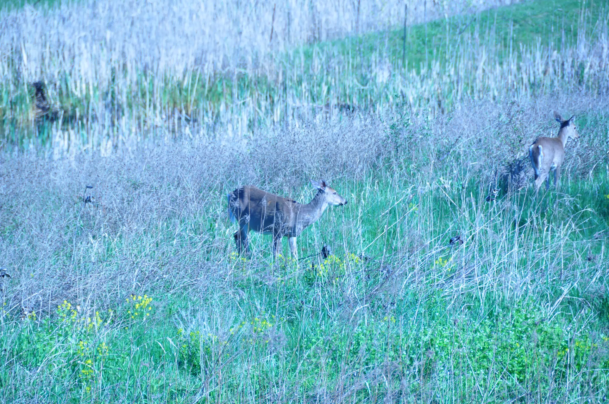 Whitetail Deer in Geneseo New York