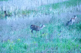 Whitetail Deer in Geneseo New York