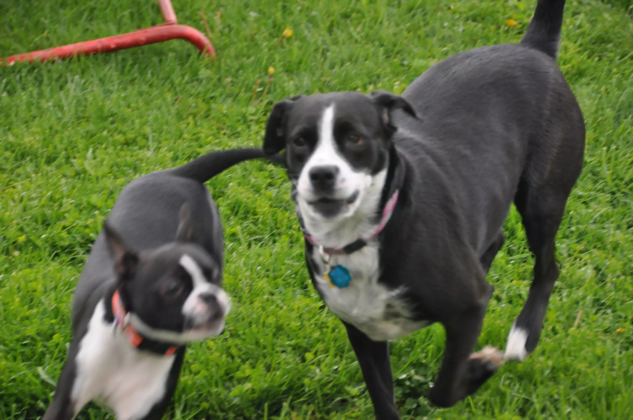 Clive and Mia in the Back Yard