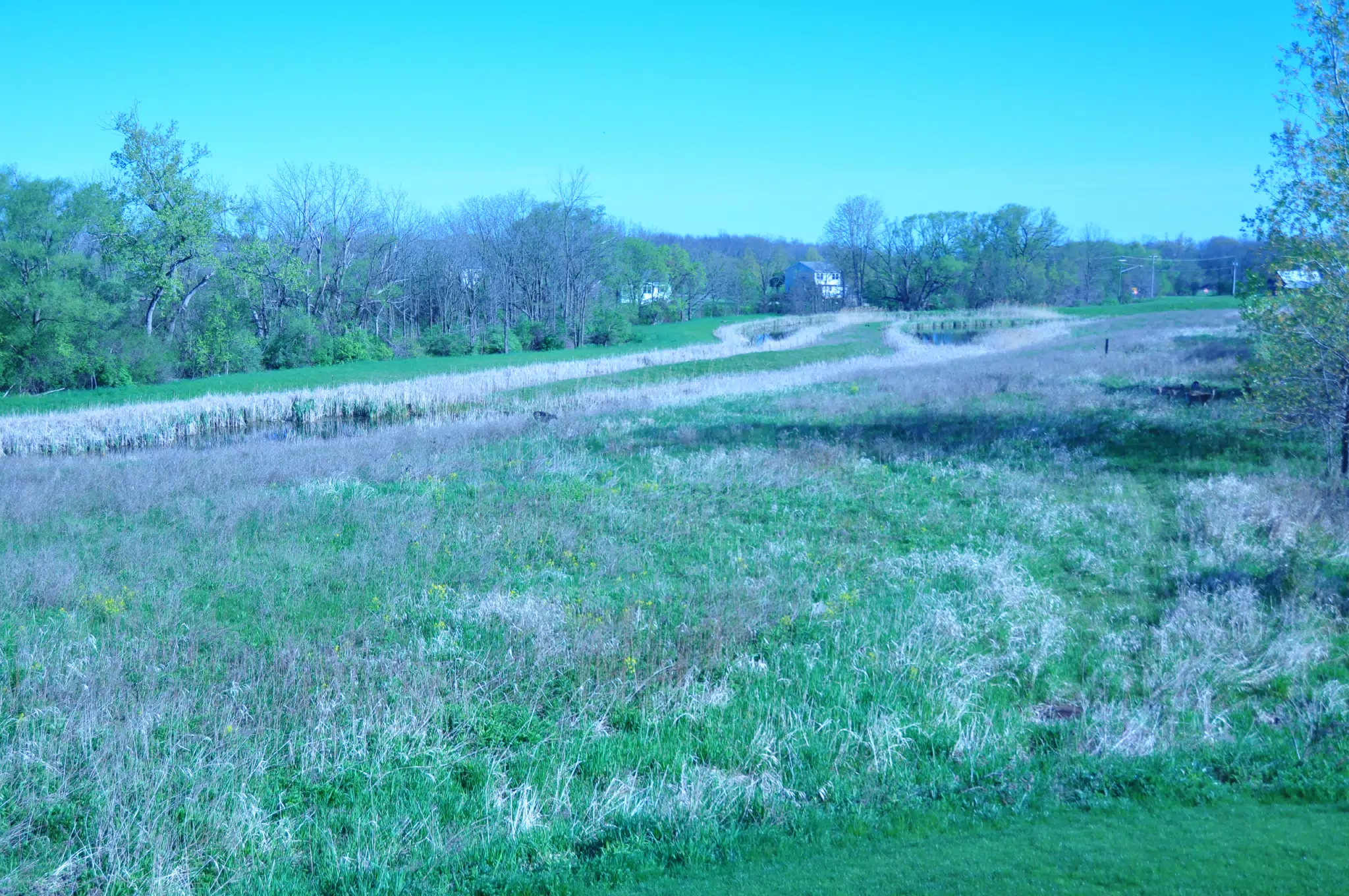 Whitetail Deer in Geneseo New York