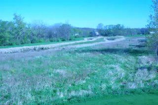Whitetail Deer in Geneseo New York