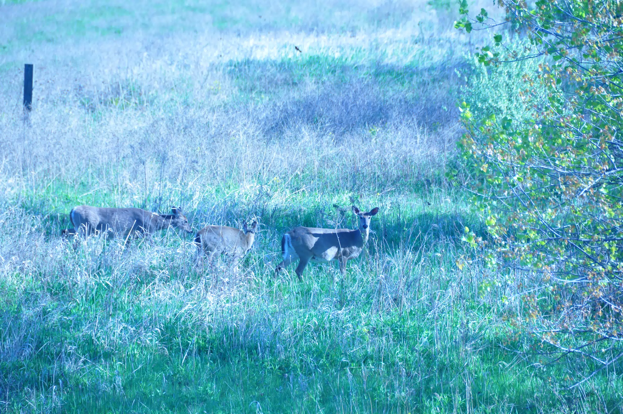 Whitetail Deer in Geneseo New York