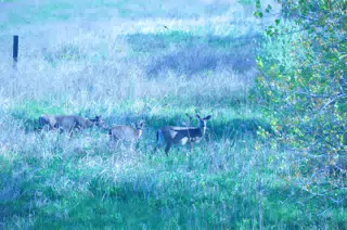 Whitetail Deer in Geneseo New York