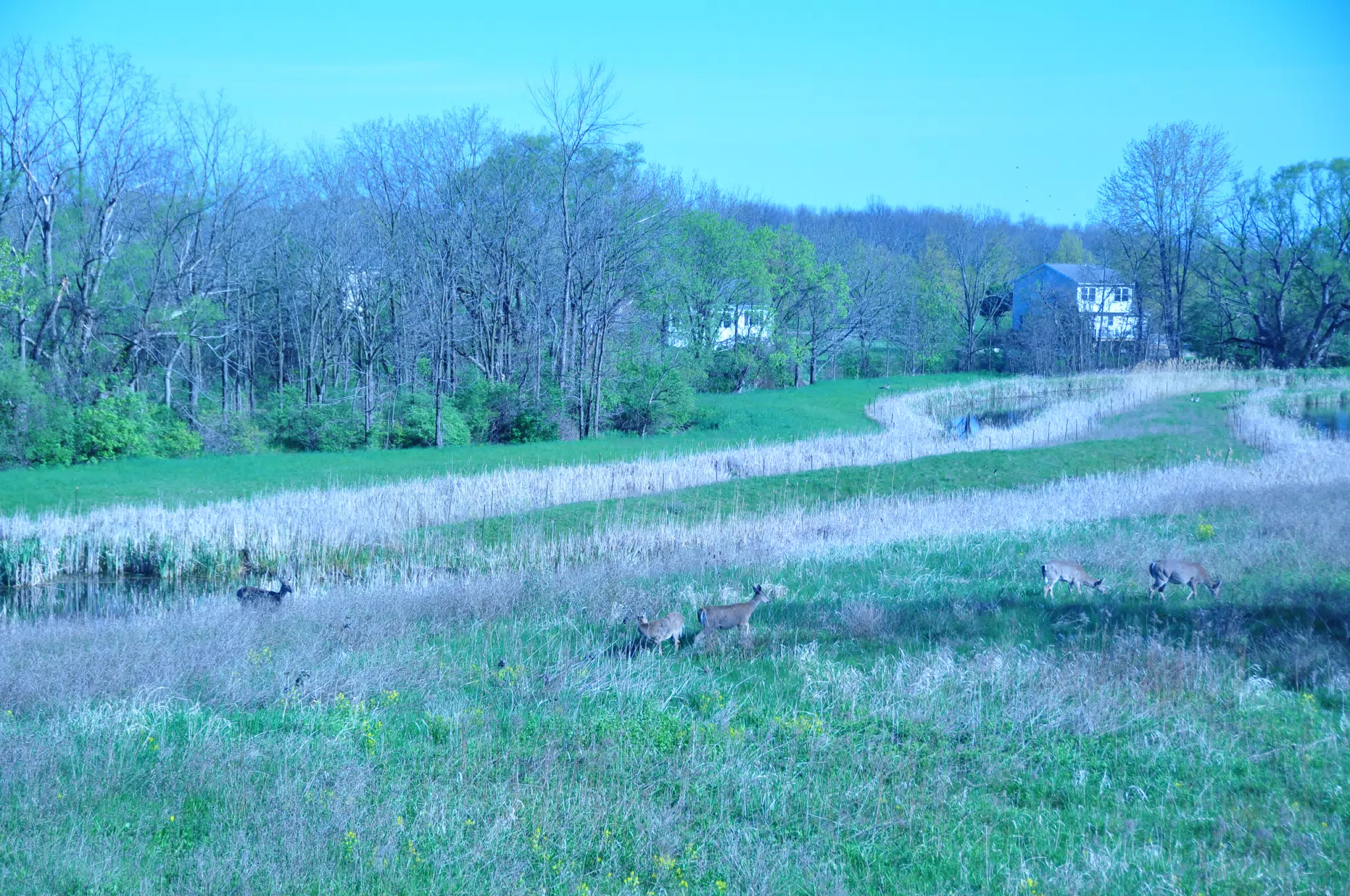 Whitetail Deer in Geneseo New York
